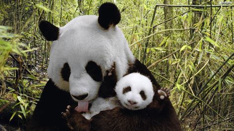 Download Panda Love Wallpaper Gallery