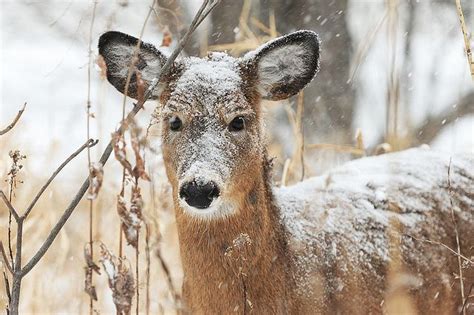 Winter Wonderland Wildlife Animals Animals Science Nature