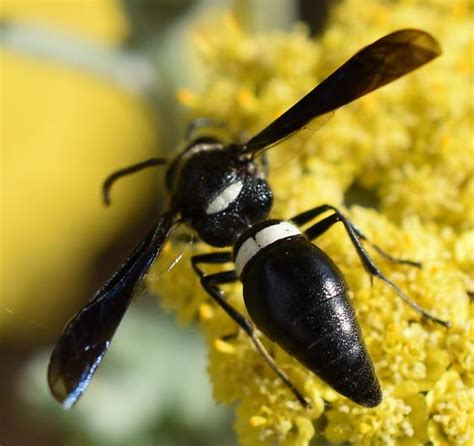 Four Toothed Mason Wasp Monobia Quadridens Bugguidenet