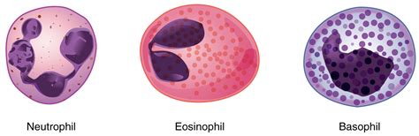 Eosinofiele Granulocyten