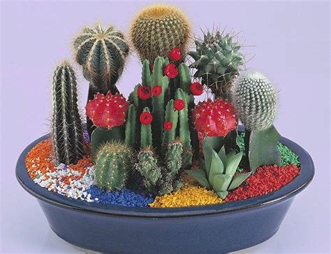 Decorating With Cacti And Handmade Cactus Home Decorations