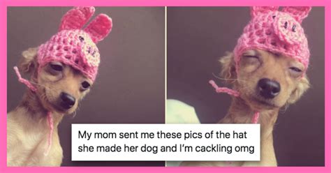 15 Very Good Dog Posts To Help Get You Through The Week