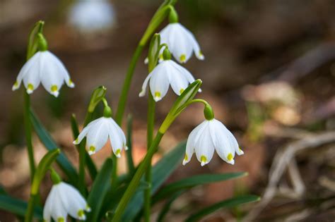 Die meisten arten von schneeglöckchen blühen zwischen januar und märz. 7 schönsten Frühlingsblumen - GARTA