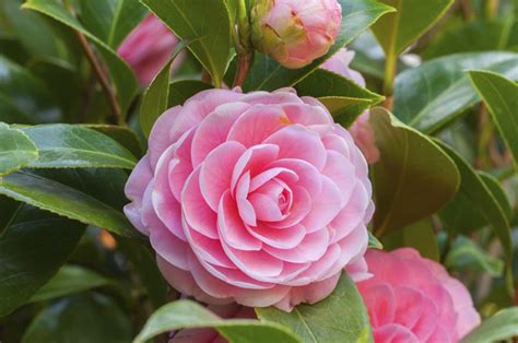 What Do Camellia Flowers Symbolize We Bet You Didnt Know This