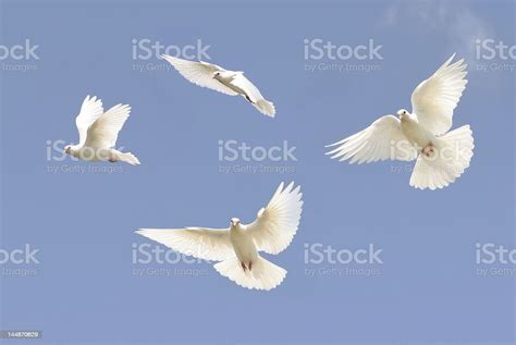 Beautiful White Dove Flying Stock Photo Download Image Now Bird