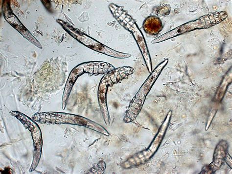 Mites Can Be Studied To Understand Human Evolution