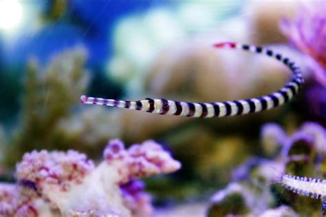 Banded Pipefish Expert Only Fish And Coral Store