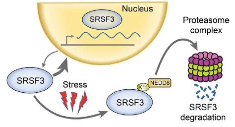 Model Of Srsf Protein Degradation Srsf Shuttles Between The Nucleus