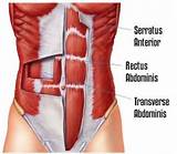 Pictures of Transversus Abdominis Muscle Exercise
