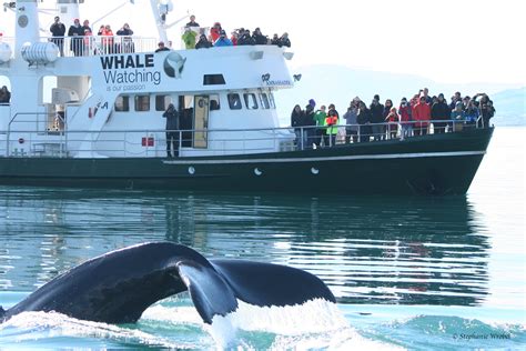 Reykjavik Whale Watching Guide To Iceland