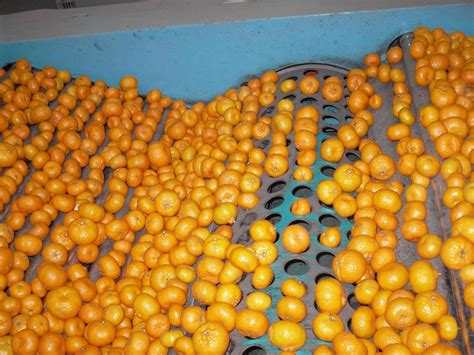 China Baby Mandarin Orange Fresh Photos And Pictures Made In