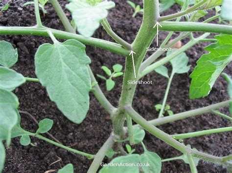 How To Prune Tomatoes In The Uk With Pictures