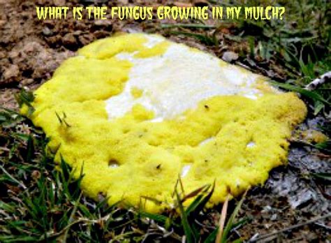 Are derived from appropriate plants that have been studied and scientifically proven to possess beneficial effects. What Is the Orange Fungus Growing in My Mulch? | Dengarden
