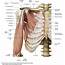 Upper Limb Anatomy Body