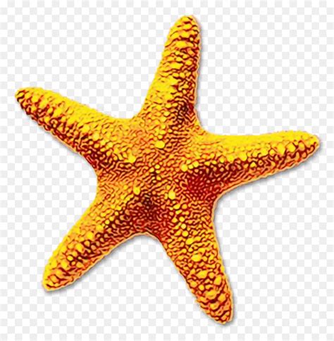 Échale un vistazo y descubre a las estrellas del pop más famosas del momento o, si lo prefieres, diviértete coloreando los protagonistas de tus películas y series favoritas. 25+ Mejor Buscando Estrellas De Mar Animados Png ...