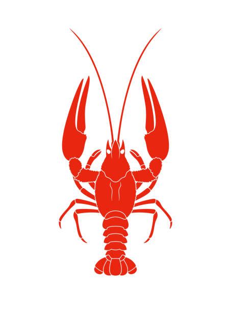 Crawfish Illustrations Royalty Free Vector Graphics And Clip Art Istock
