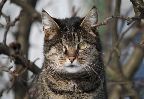This is just instinctual behavior that carries over. Adopting Feral Cats: Tips to Integrate Wild Cats Into Your ...