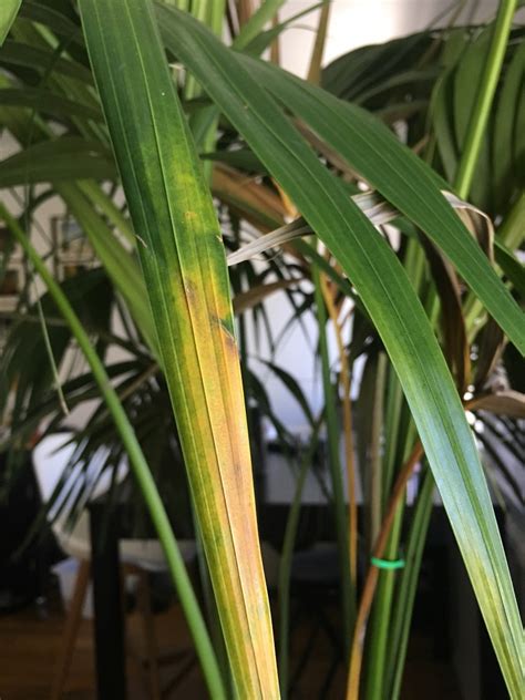 Diagnosis Help Kentia Palm Dying Gardening And Landscaping Stack