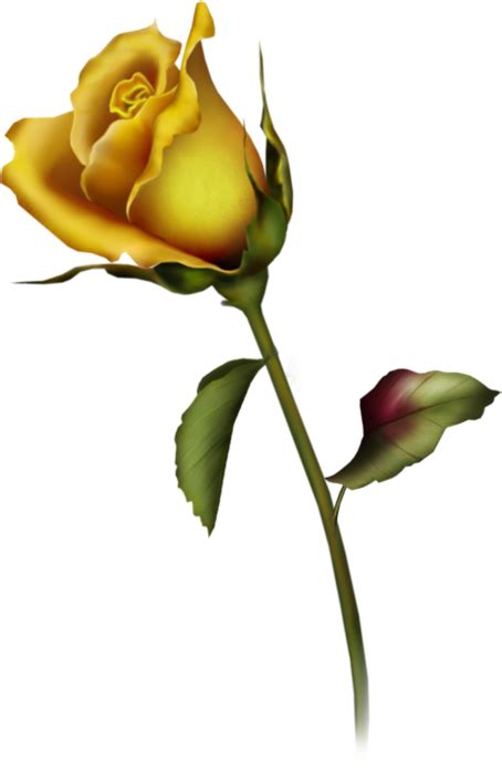 Yellow Rose Clipart Free Cliparts Download Images On Clipground