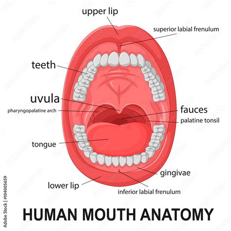 Human Mouth Anatomy Open Mouth With Explaining Stock Vector Adobe Stock