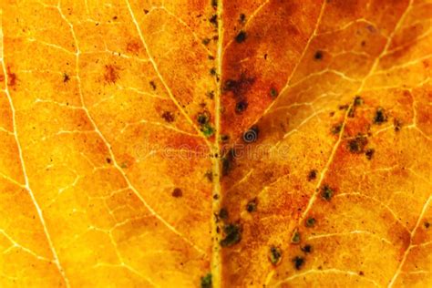Closeup Autumn Fall Extreme Macro Texture View Of Red Orange Green Wood