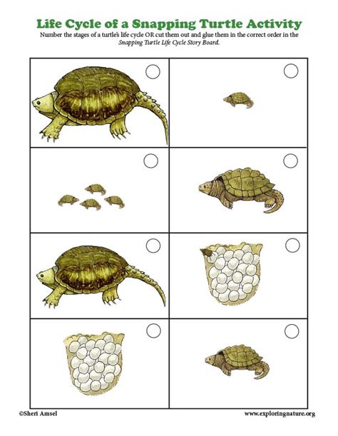 Turtle Snapping Life Cycle Sorting Activity