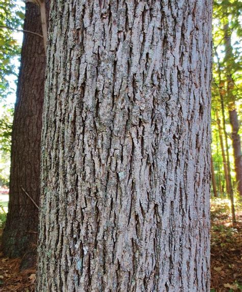 Hickory Trees A Guide To North American Hardwood Trees Mast