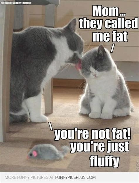 funny fat cat pictures with captions