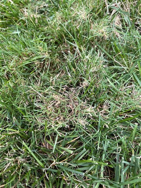 What Am I Dealing With Here Bentgrass R Lawncare