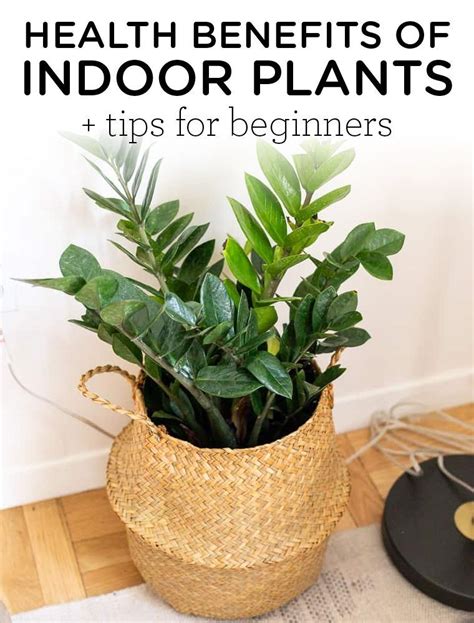 In other words, you want to see that your effort. Health Benefits of Indoor Plants + Tips for Beginners ...