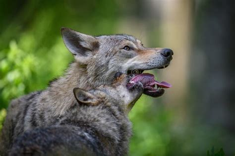 Wolf Portrait In Summer Forest Wildlife Scene From Nature Stock Image