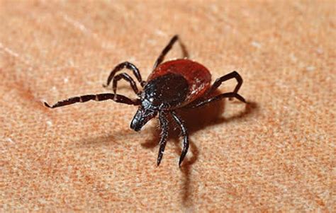 Tips For Lyme Disease Prevention At Camp American Camp Association