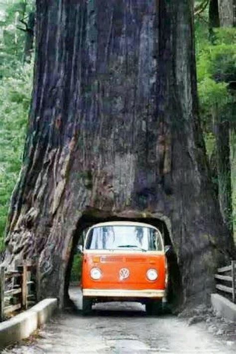 Drive Through Tree In Northern California Thats Effin Crazyand So