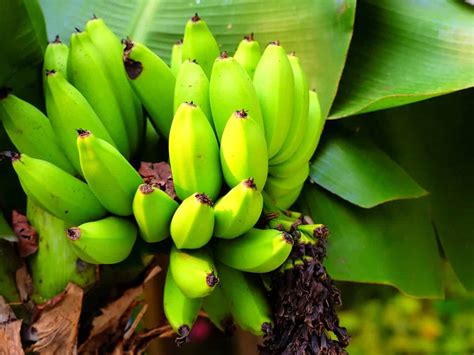 It's a possibility, but conditions will have to be exceptional so best not to hold your breath. 14 Dwarf Fruit Trees to Create a Mini-Orchard on Your Patio