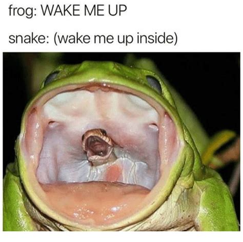 25 Best Memes About Wake Me Up Inside Wake Me Up Inside