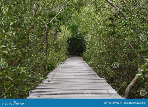 Wooden Walkway In Mangrove Forest Stock Photo Image Of Outdoor