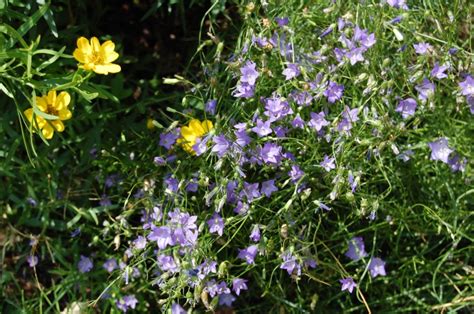 The Five Best Native Blue Flowers Gardeninacity