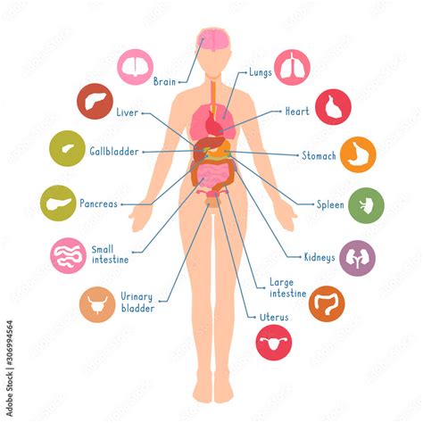 Diagram Of The Major Human Body Internal Organs Visual Teaching Aid