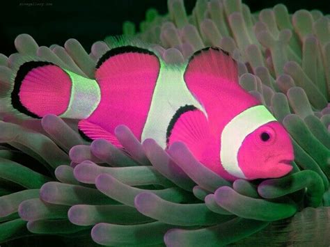 Hot Pink Clownfish Clown Fish Beautiful Sea Creatures Cool Fish