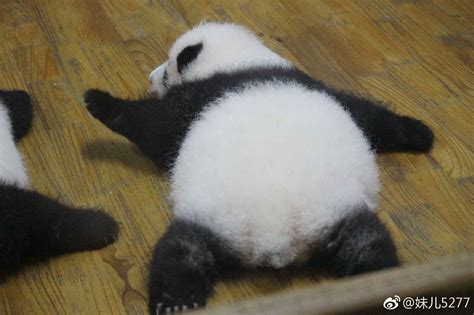 Giant Panda Meng Mengs 4th Daughter 可愛い