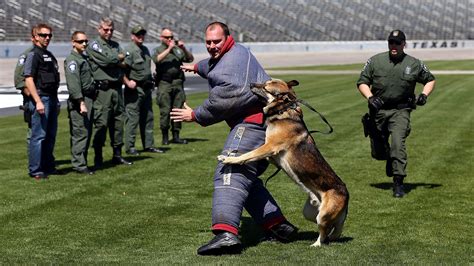 WOOF WOOF WOOF. WOOF WOOF WOOF. - Every Day Should Be Saturday