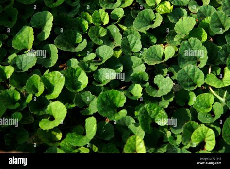Ayurvedic Medicinal Plant Scientific Name Holarrhena Pubescens