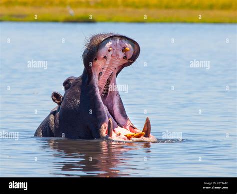 Hipopótamo Grande Con Boca Abierta Y Dientes Afilados En El Río