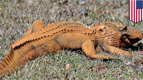 Trumpagator Alligator Colored Orange Like President Trump Spotted In