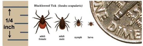 What To Do For A Deer Tick Bite Scp Survival