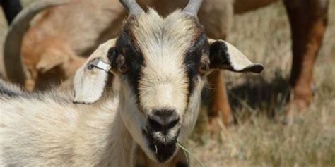 6 Giant Goat Breeds With Pictures Farm Desire