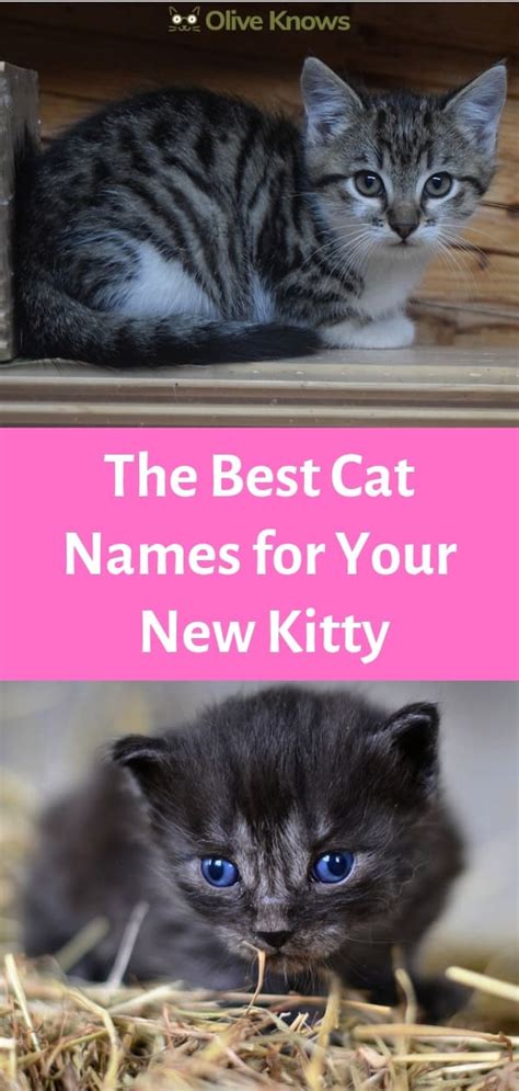 The Best Cat Names For Your New Kitty Oliveknows