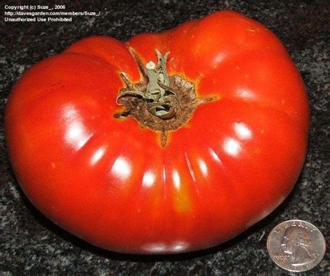 Plantfiles Pictures Tomato Cuostralee Lycopersicon Lycopersicum By