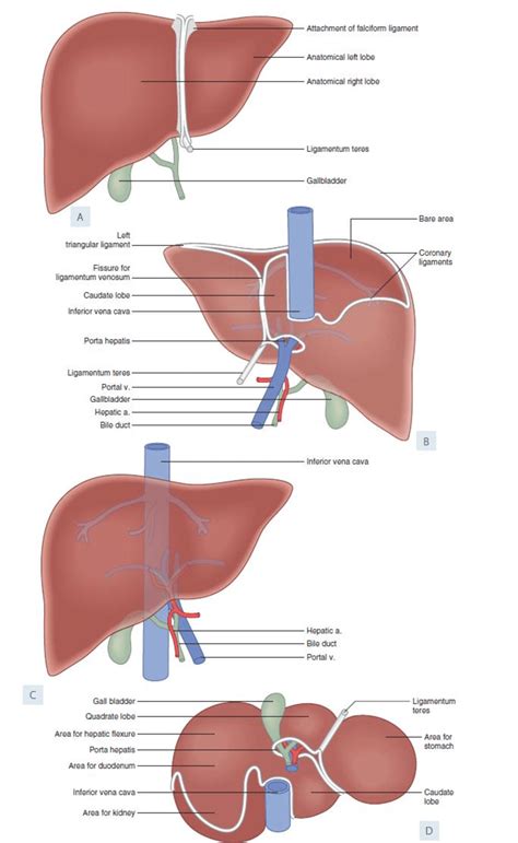 The liver has structural location of liver in the human body. -Liver: (A) anterior view; (B) posterior view; (C) semi ...