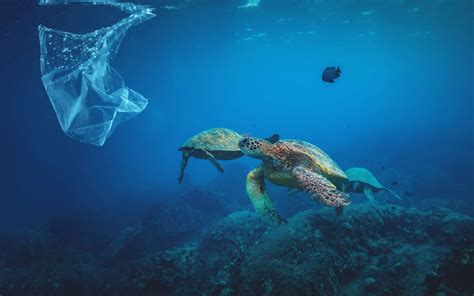 Ocean Plastic Pollution Could Nearly Triple By 2040